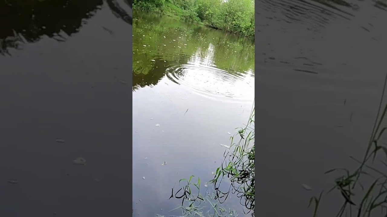 Килограммовый речной Карась 🐟