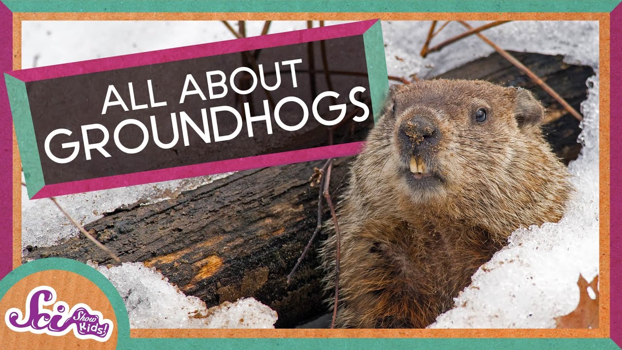 Groundhog Day Fun Facts 🐾 | SciShow Kids