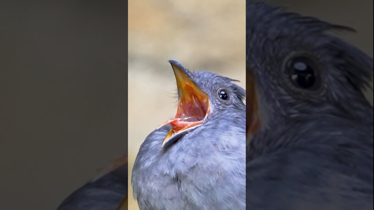 Burung dengan Suara Alarm yang Menakjubkan 🦜