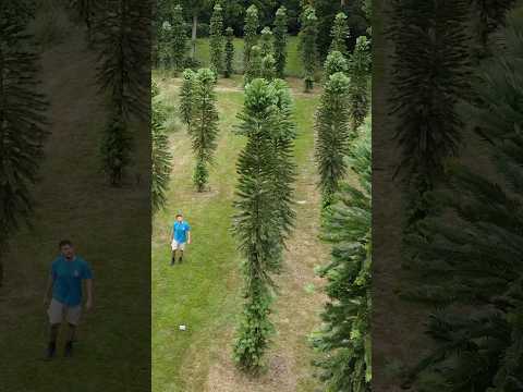 Australia’s Dinosaur Trees are Thriving in Britain