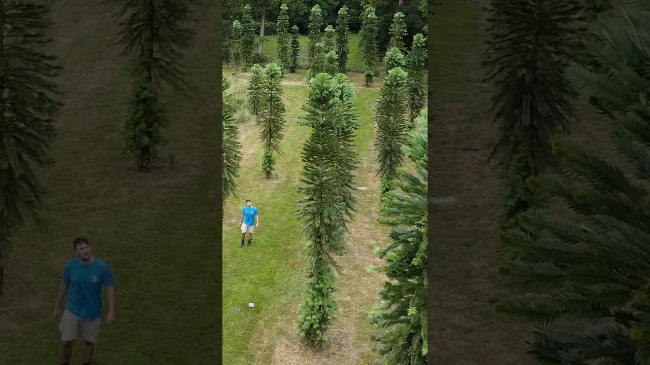 Australia’s Dinosaur Trees Flourish in Britain 🌳