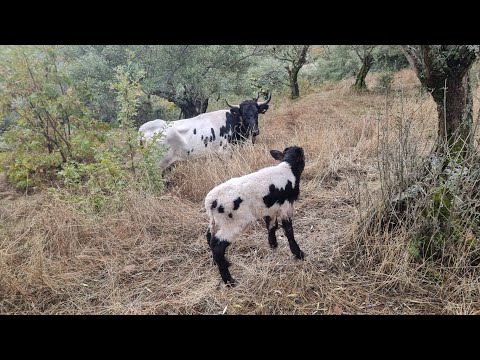 ¡Nuevo video! La relojera de hoy 🕰️ Descubre las ventajas de ser miembro del canal