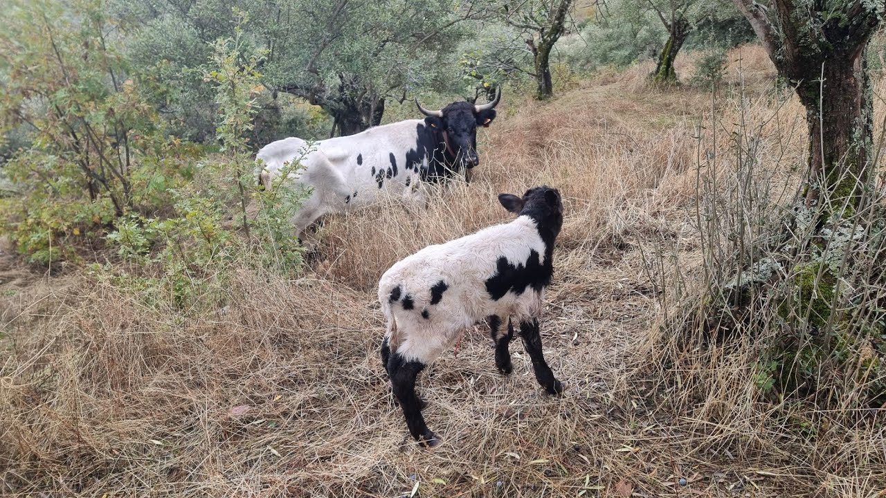 ¡Nuevo video! La relojera de hoy 🕰️ Descubre las ventajas de ser miembro del canal