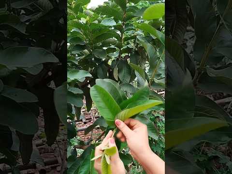 पीपल,कड़ी पत्ता,नीम,अमरूद के पते चबाने के फायदे #food #ayurved #health #recipe #cooking