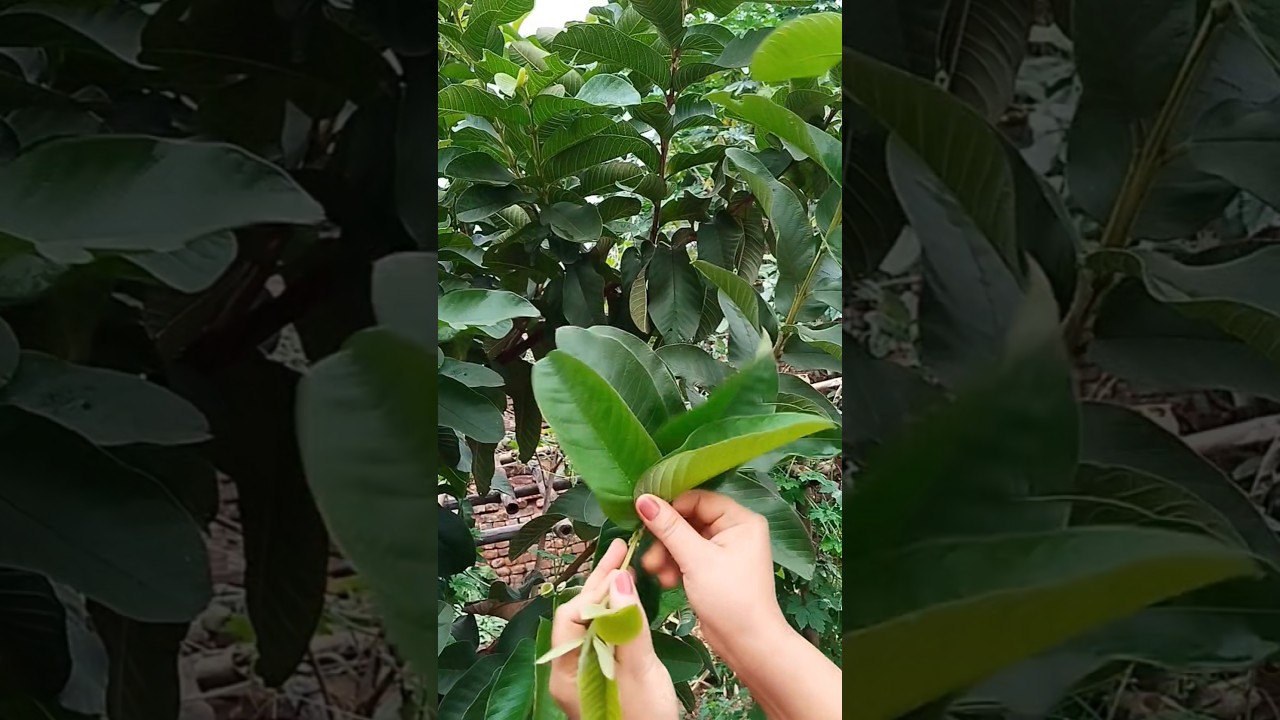 पीपल, कड़ी पत्ता, नीम और अमरूद के पत्ते चबाने के अद्भुत फायदे 🌿