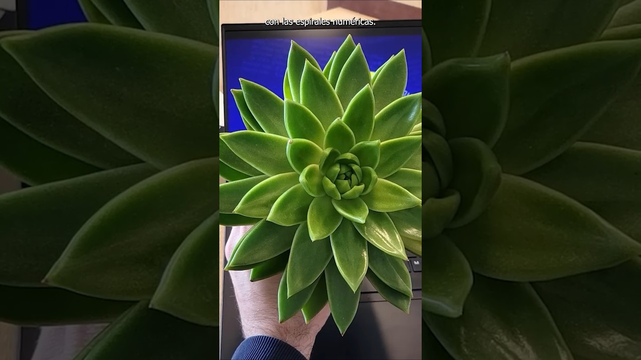 El Misterioso Número Áureo en las Plantas 🌿 | Curiosidades Matemáticas