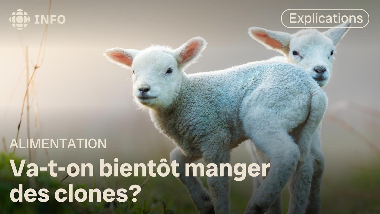 Clonage animal en route : le Canada facilite la mise en marché 🥩