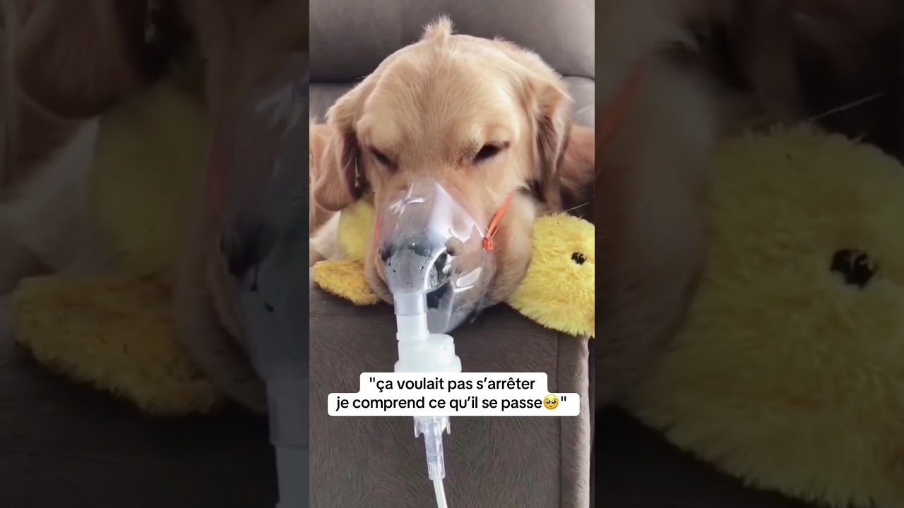 Tous les chiens vont au paradis 🐶