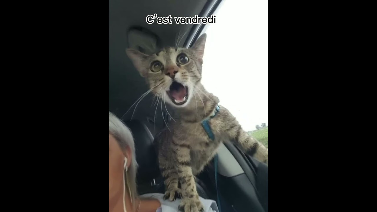 Vacances Inoubliables ! 🌴