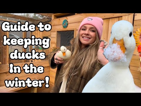 Keeping backyard ducks in the winter, for beginners!