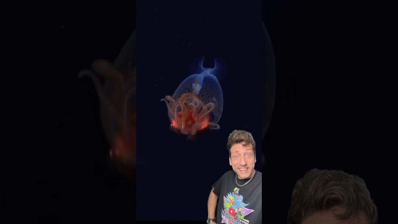 The Colossal Squid is SCARY