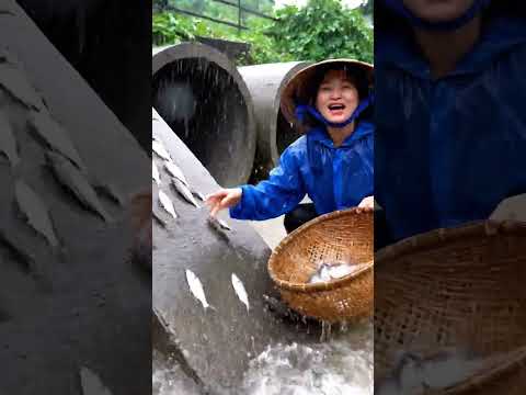 Tập 02: Bắt Cá Lên Bờ Mùa Mưa #calenbomuamua #calocvuotnuoc #sanbaccamientay #thiennhienmienque
