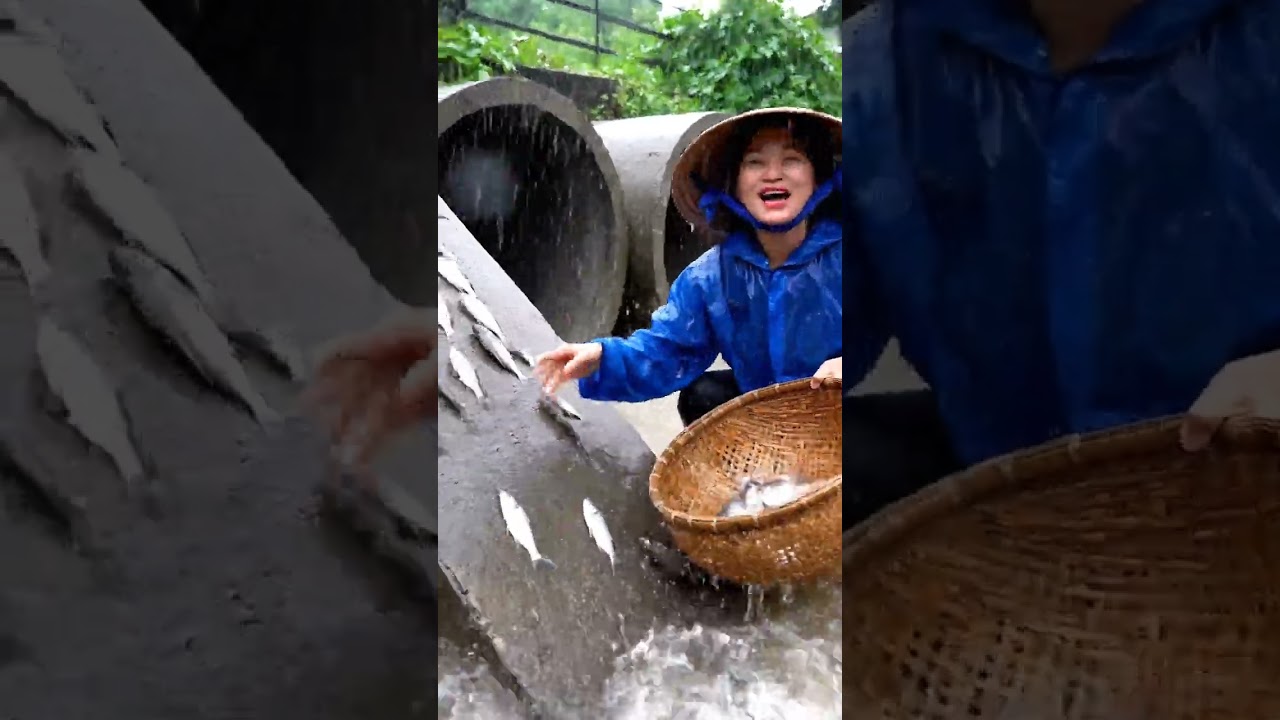 Khám Phá Bắt Cá Lên Bờ Trong Mùa Mưa 🌧️ | Tập 02