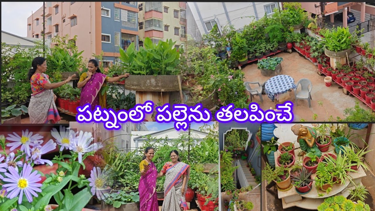 శివ పార్వతి గారి టెర్రస్ గార్డెన్: అద్భుత దృశ్యాలు 🌹