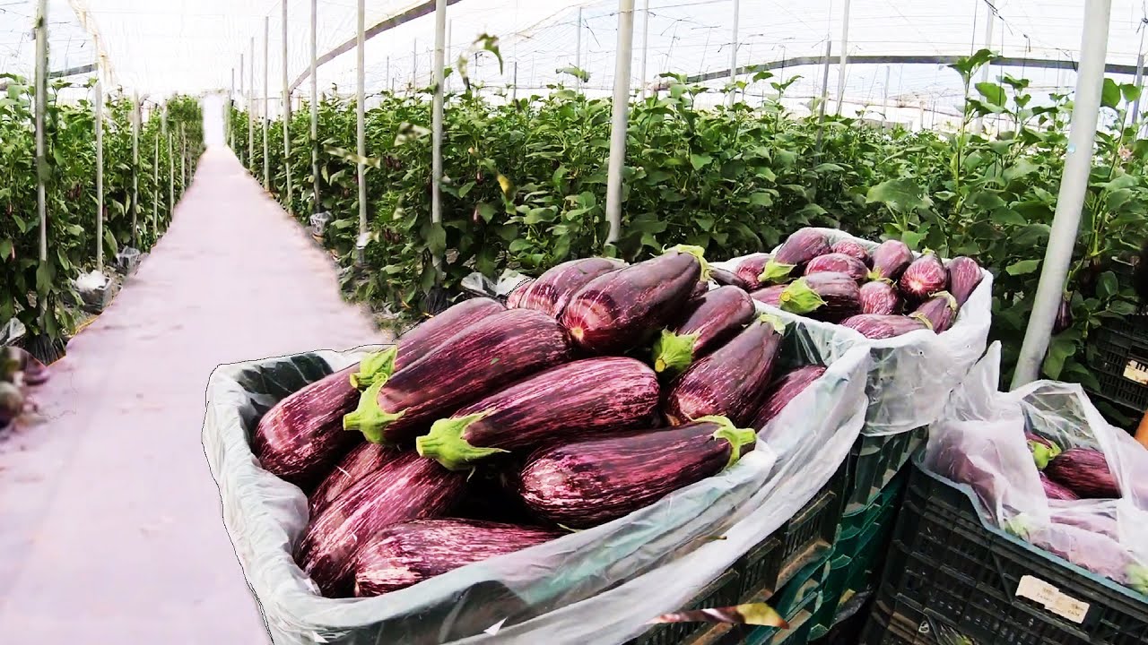 Growing 98M Eggplants in Greenhouses 🌱