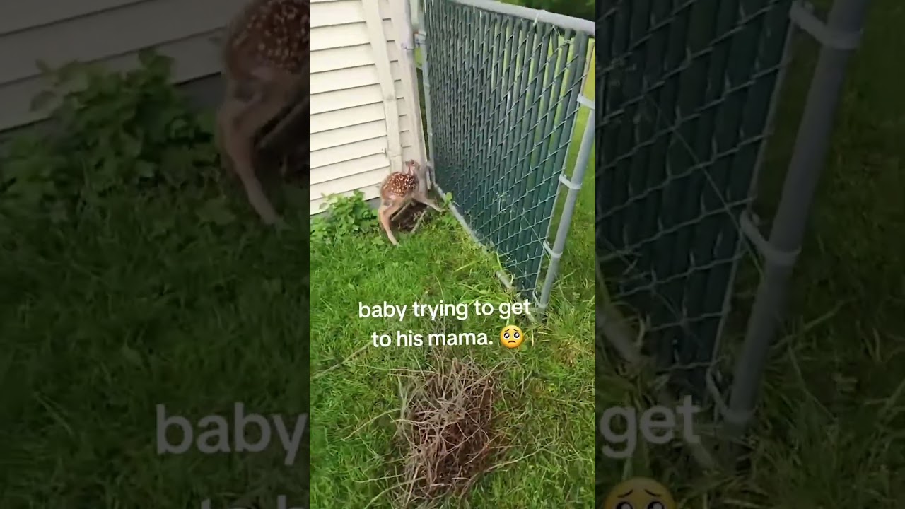 Woman Reunites Baby Deer with Its Mom 🦌