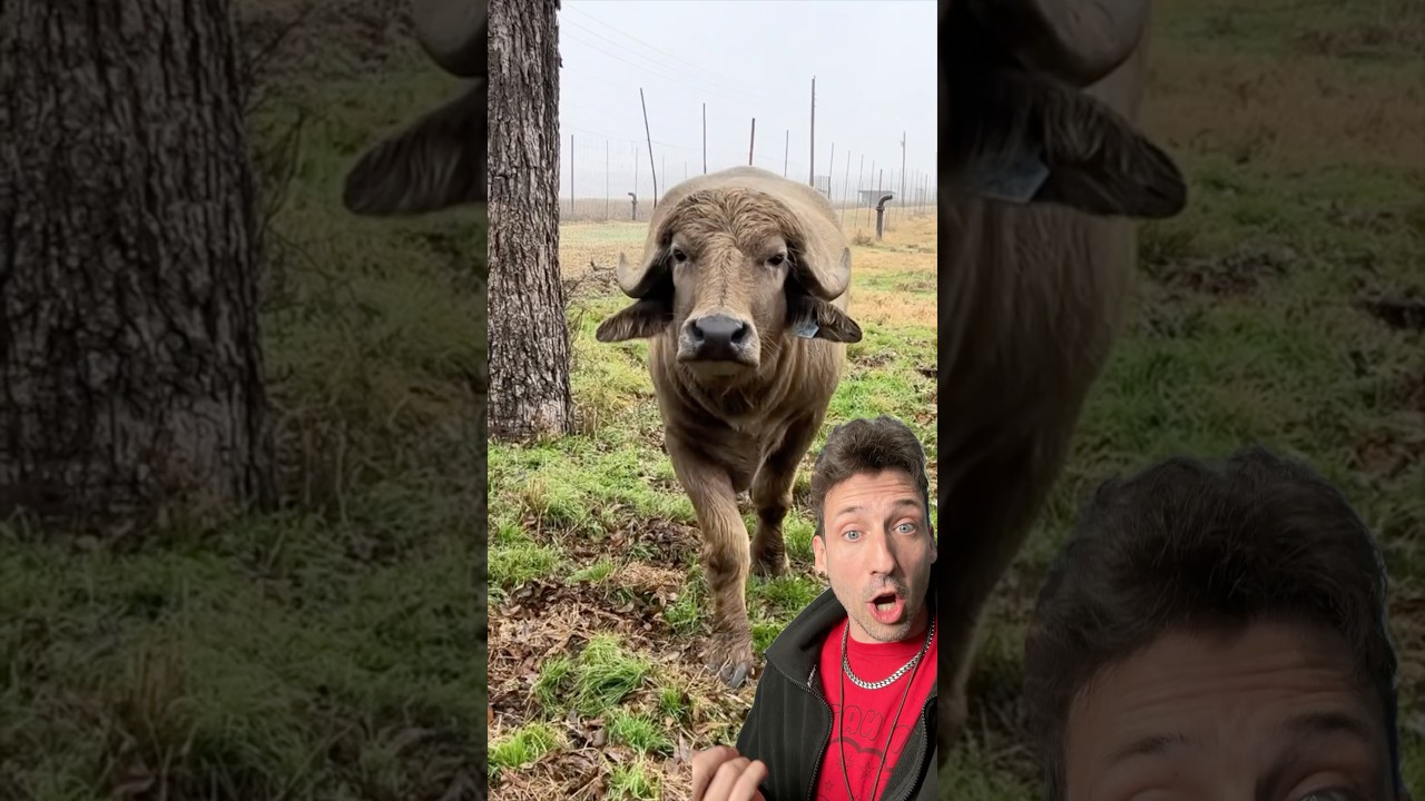 Why They're Called Water Buffalo π