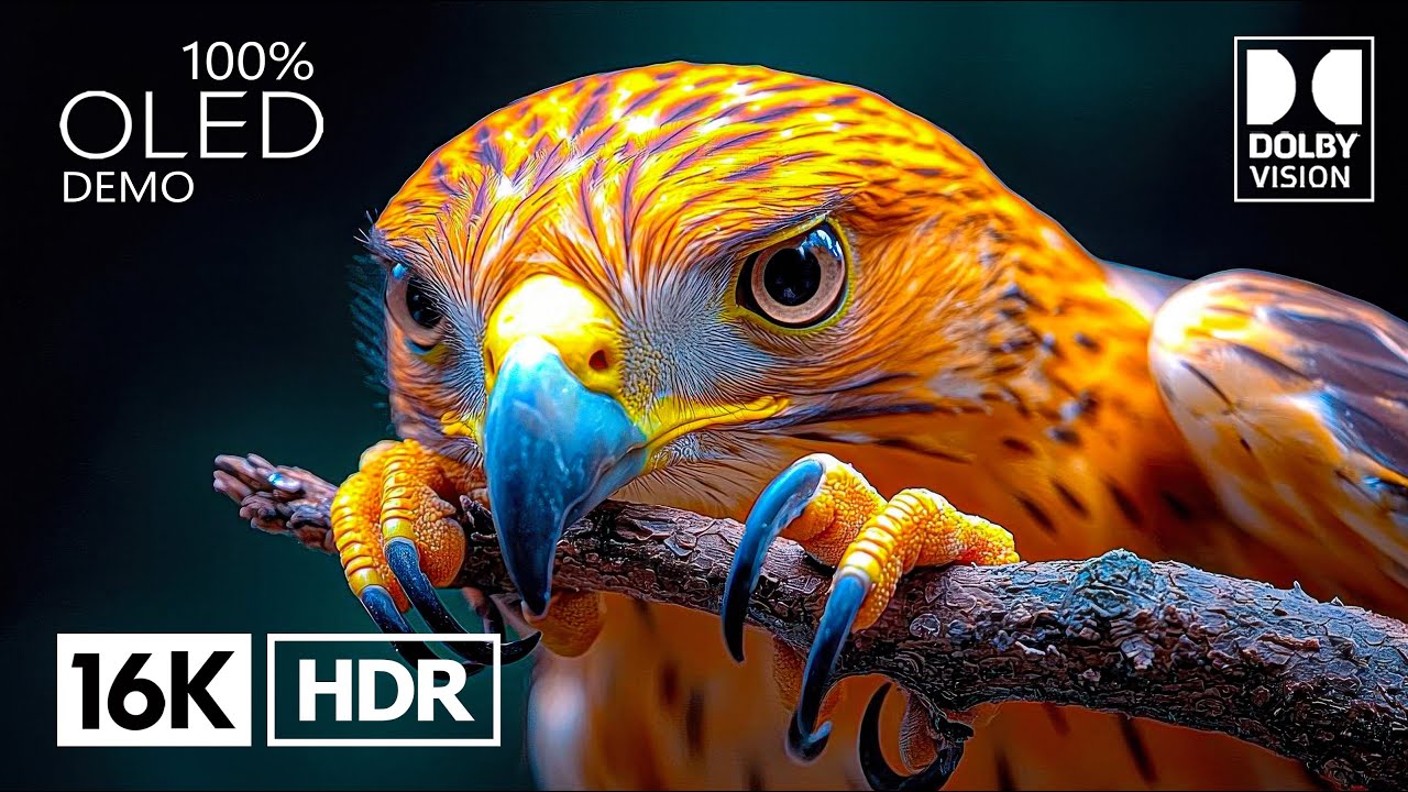 Ultimate Dolby Vision 16K HDR 120FPS TV 📺