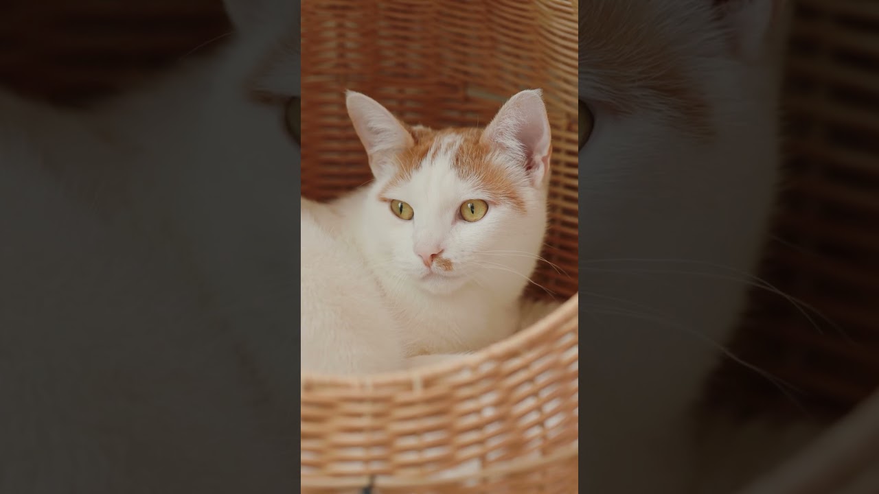 Canon RF 135mm f/1.8: Perfect for Portraits & More 📸