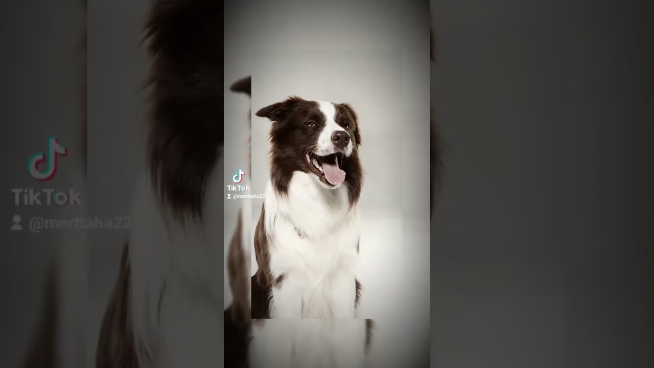 Arkadaşım Max'in Güncellemeleri