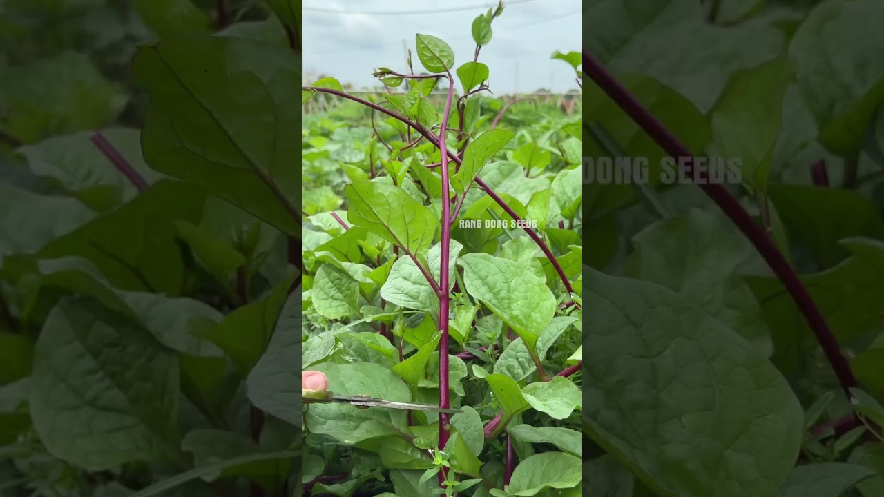 Harvesting Red Spinach & Veggies 🌱