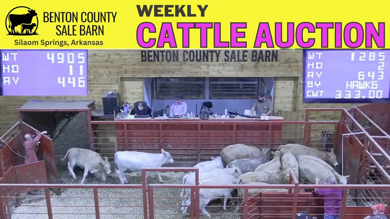 OZARK STATE LINE: Benton County Sale Barn Live Report | 4.9.26