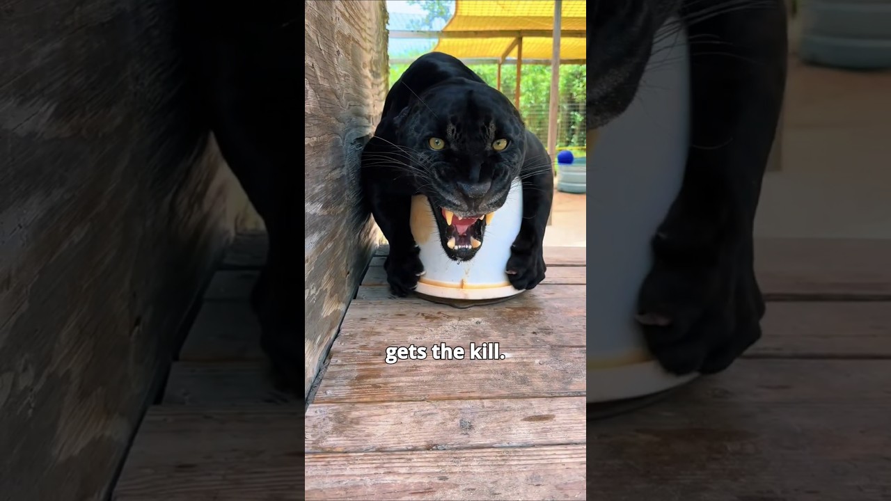 Jaguar vs Lion: Who's More Dangerous? 🐆