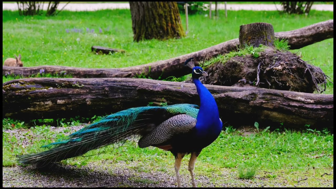 Suara Burung Merak Jantan yang Menakjubkan 🦚