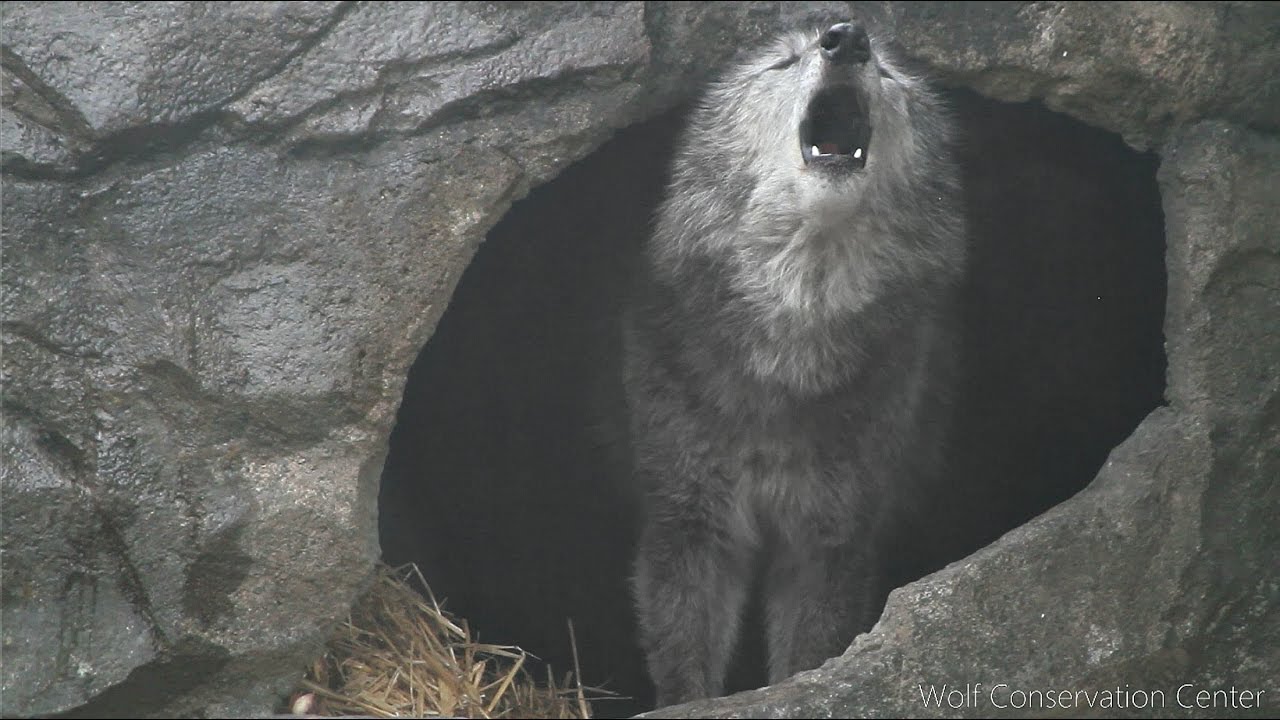 Black Wolf Zephyr Howls to the Thunder ๐ฉ๏ธ