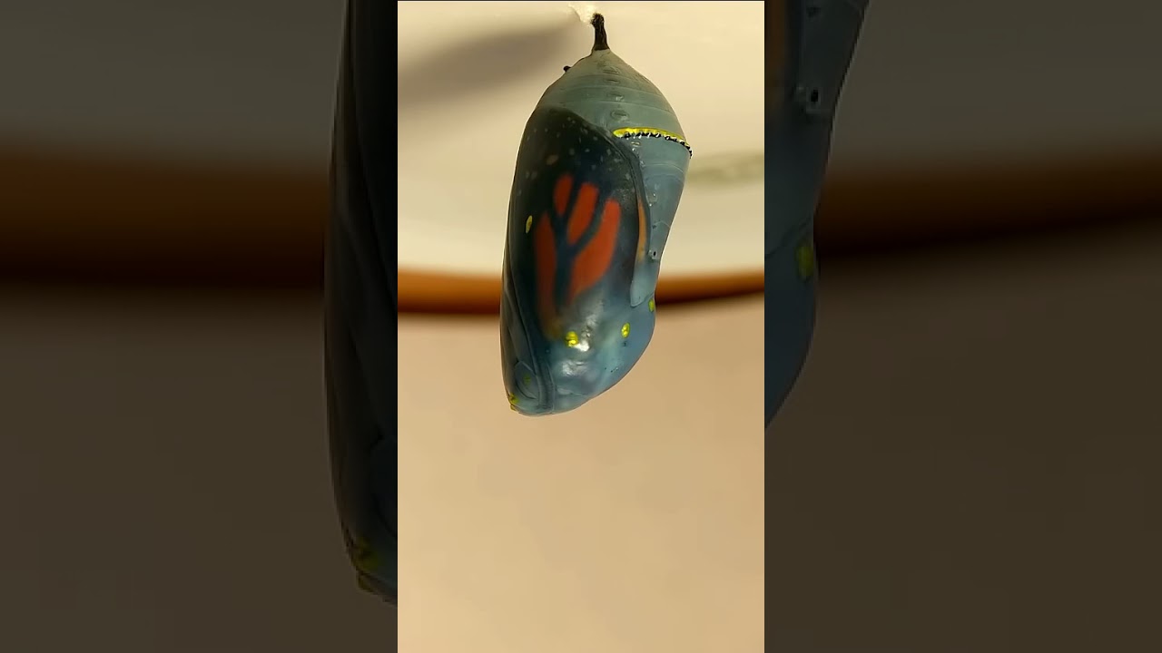 Remy the Caterpillar's 60-Second Transformation 🐛🦋