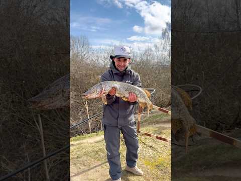 Проводка, которая всегда работает #рыбалка #спиннинг #щука