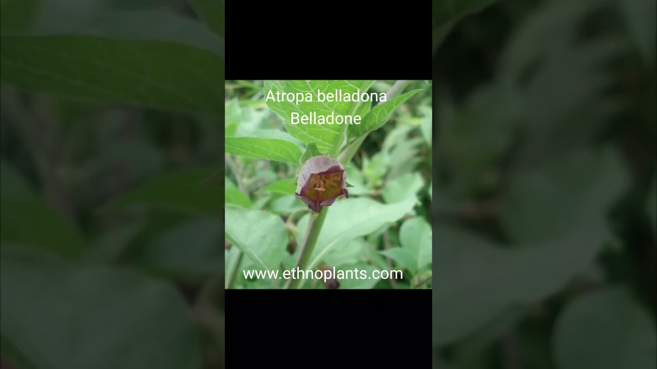 La belladone est une plante ésotérique qui fût utilisée en sorcellerie. graines à semer. #magie