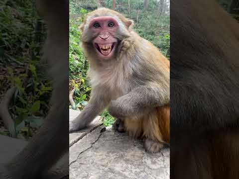 How happy !! #monkey #animals #foryou #cute #You Must Know #viral story #Wonderbot