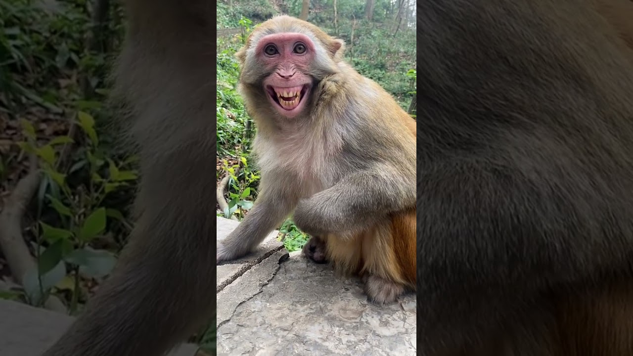 How Happy! Adorable Monkey Viral Story
