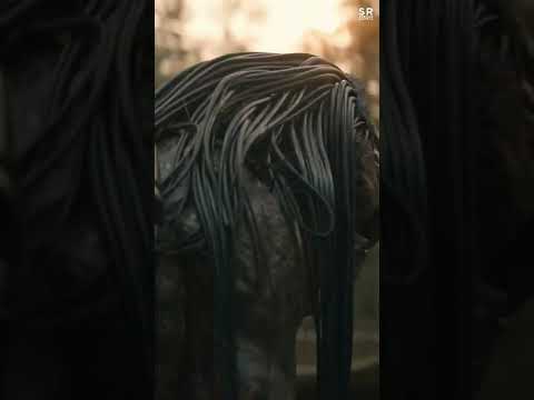 Feral predator | Prey 2022