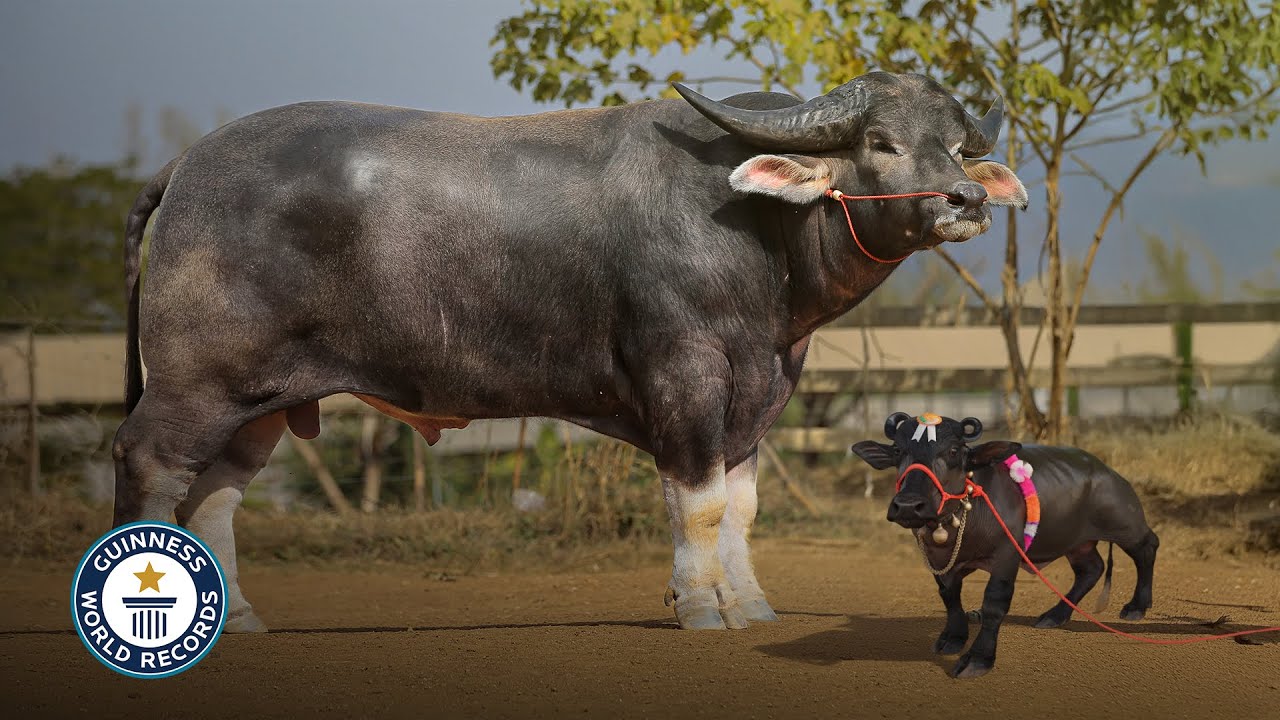 World's SMALLEST and BIGGEST Water Buffalo | Guinness World Records