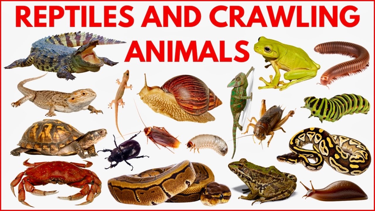 Reptiles & Crawling Animals for Kids 🦎