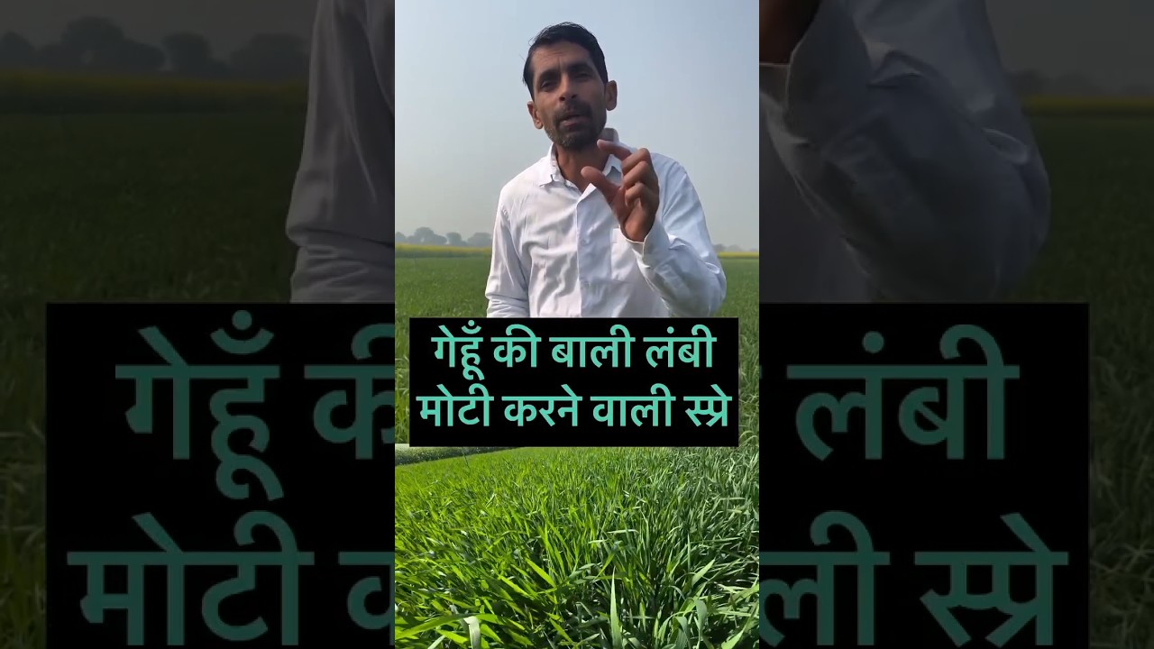 गेहूं की उपज बढ़ाने के आसान तरीके 🌾