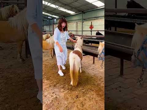 Raising Horses Where Strength Meets Kindness