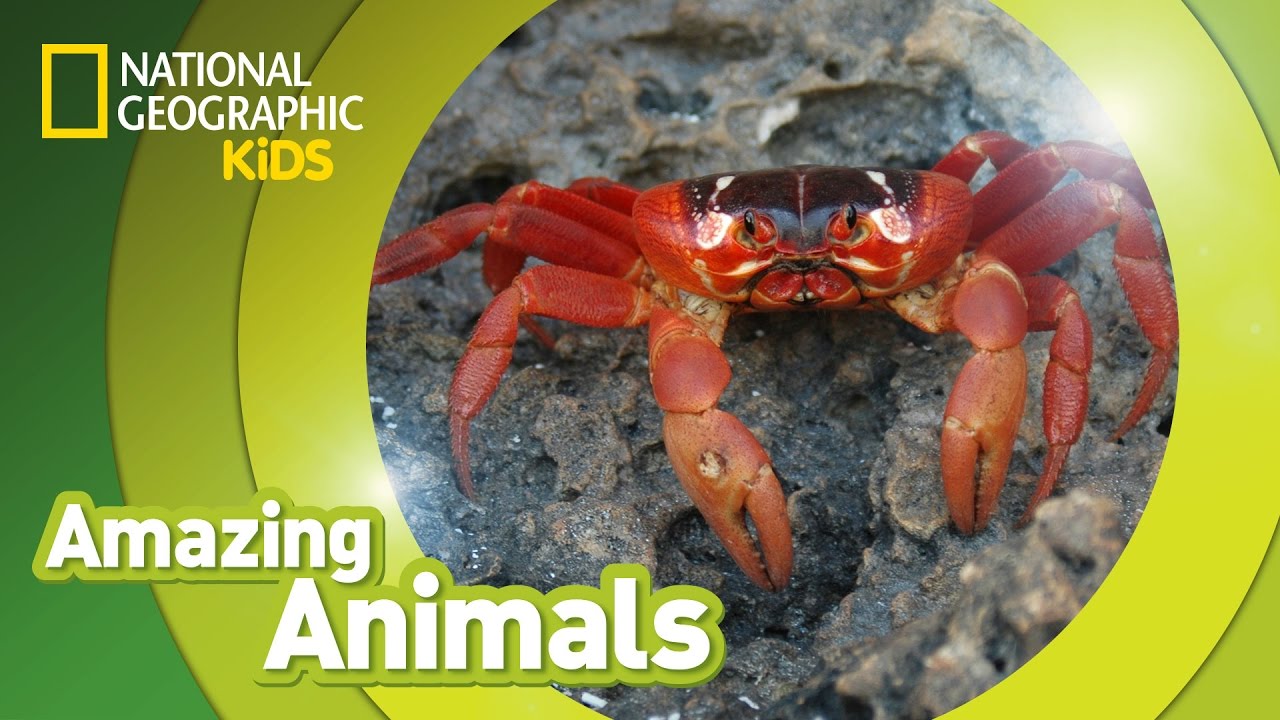 Christmas Crab Migration 🦀 | Amazing Animals