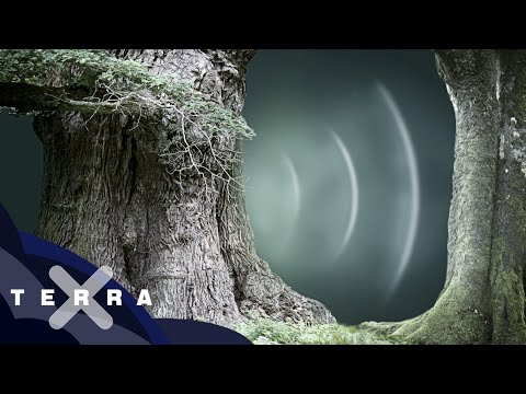 Wood Wide Web: Wie Bäume & Pilze im Wald kommunizieren 🌲