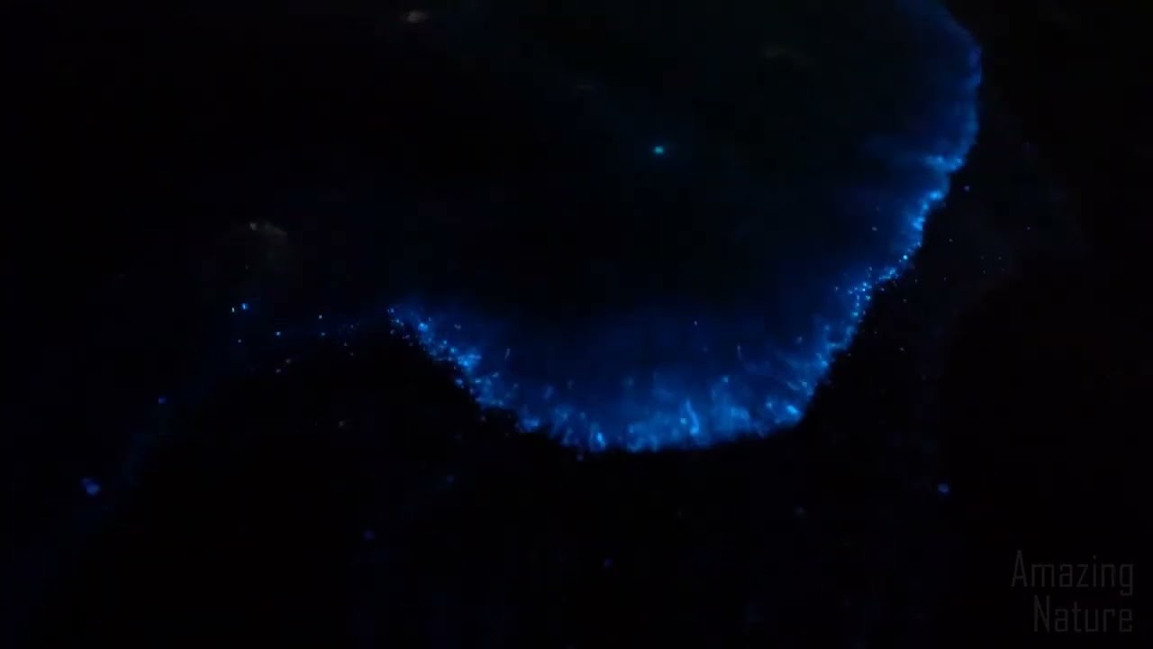 Blue Tear Bioluminescent Sea Algae ✨