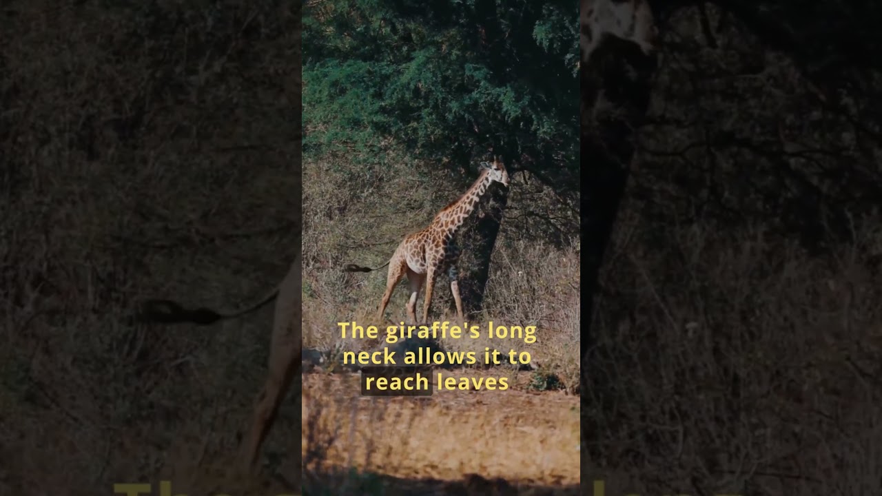 Nature's Marvels: Amazing Animal Adaptations 🐾