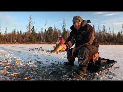 ПРОДОЛЖАЕМ ПОКОРЯТЬ ПЕРВЫЙ ЛЁД , ЩУКА НА ЖЕРЛИЦЫ , ОКУНЬ НА МОРМЫШКУ. день первый.