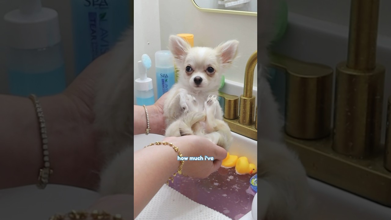 Barley's Spa Day: Groomed & Ready! 🐾