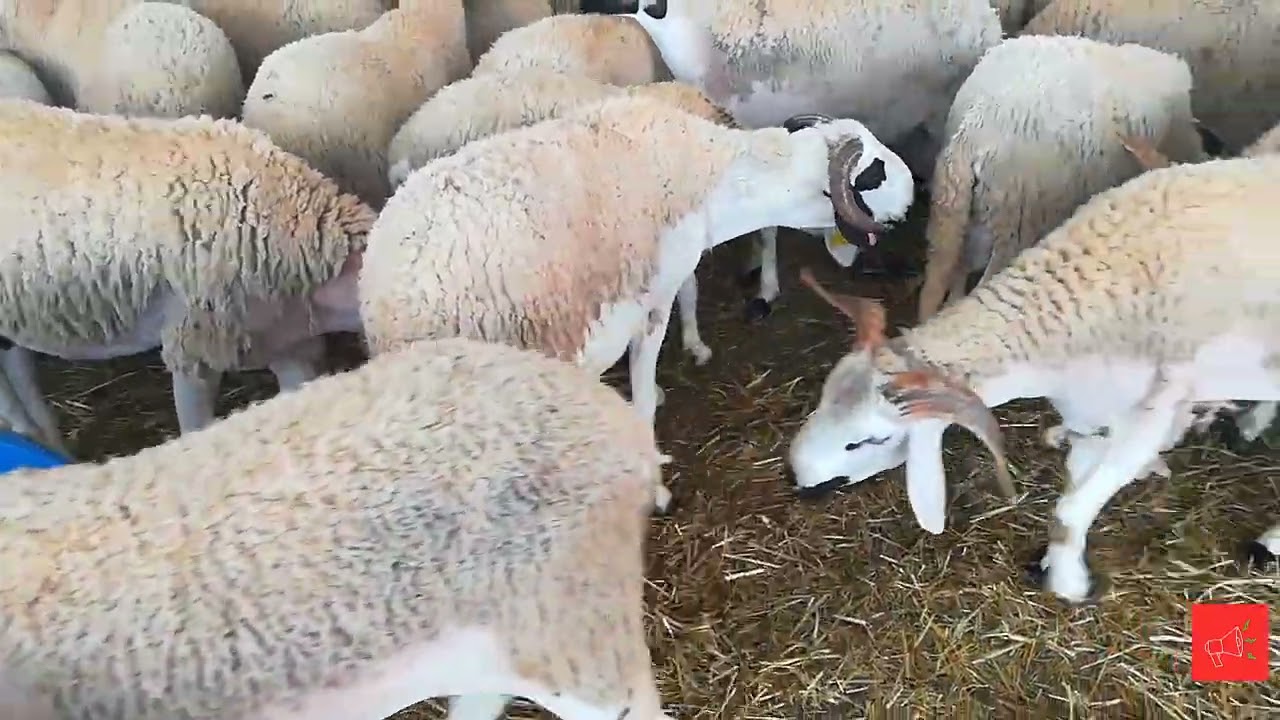 أسعار خروف العيد في حولي، صردي، مرجان، ومراكش 2022 🐑