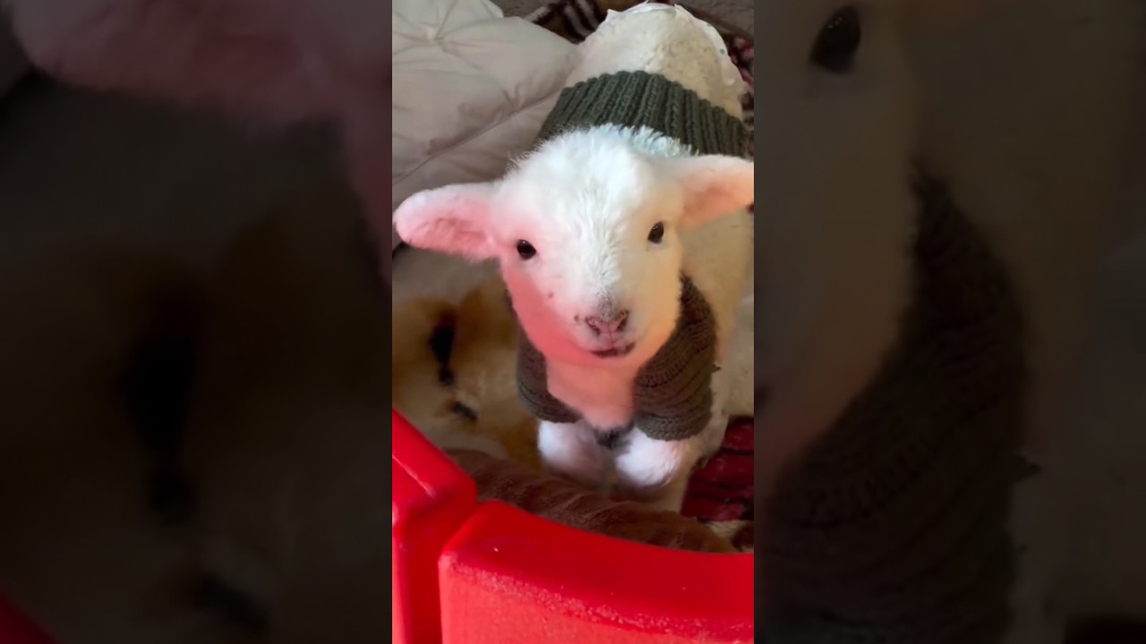 Kambing Lucu Menggemaskan 🐐