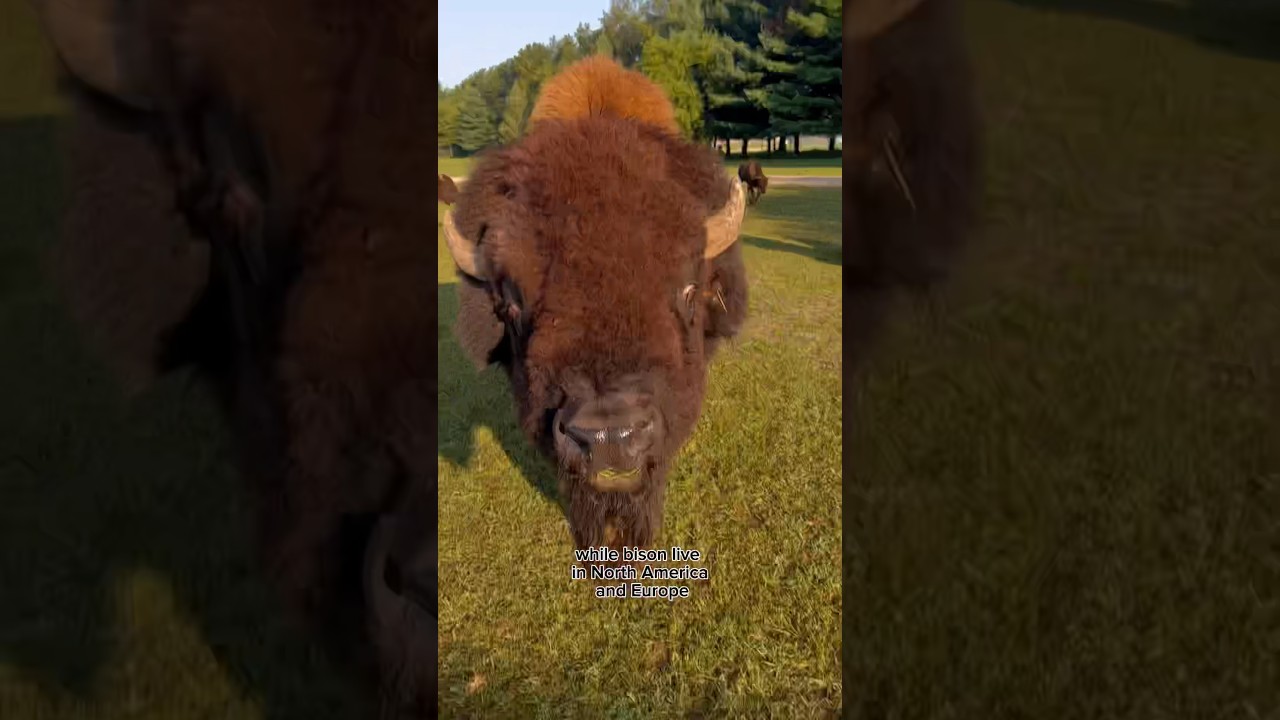 Bison vs Buffalo: Key Differences π