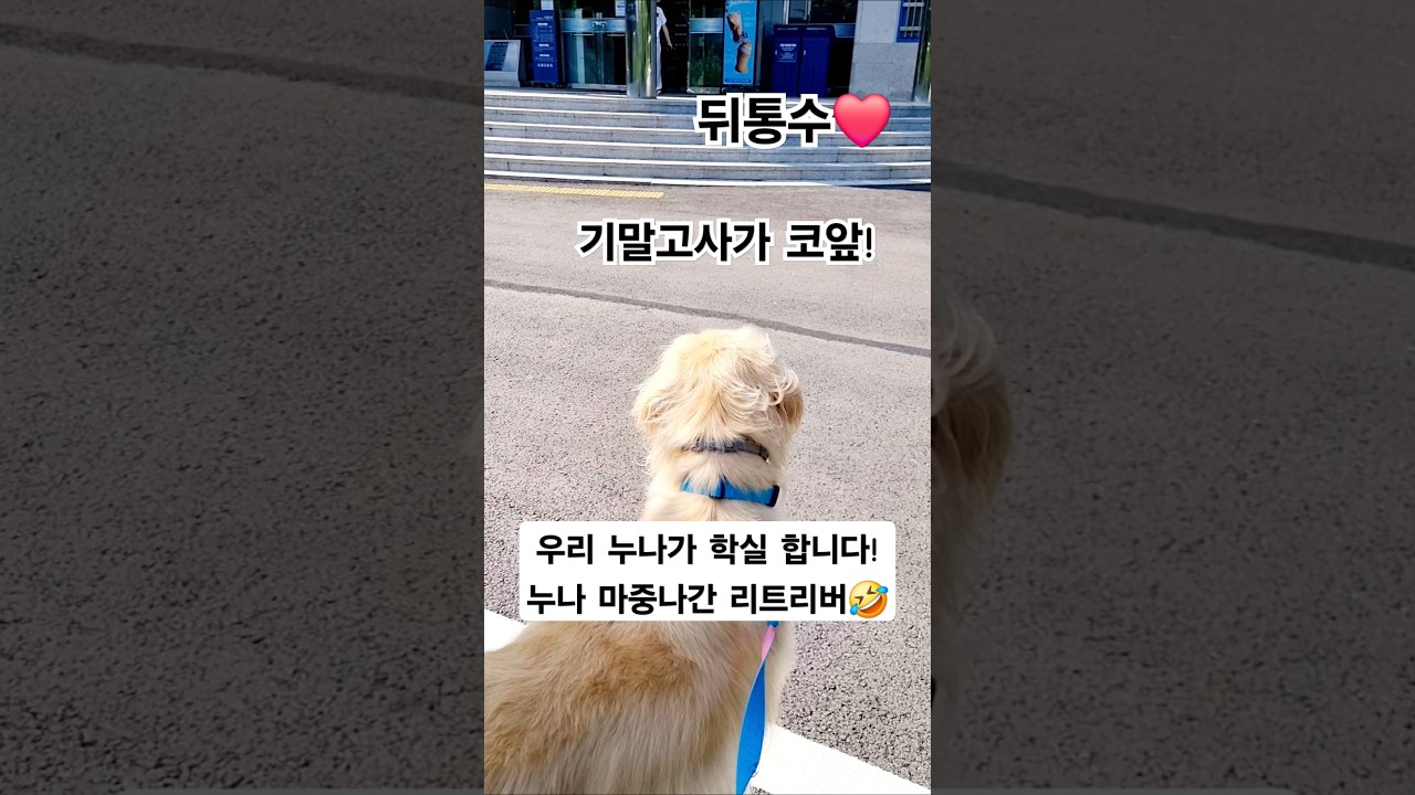 누나 기다리며 도서관 앞 강아지 🤣