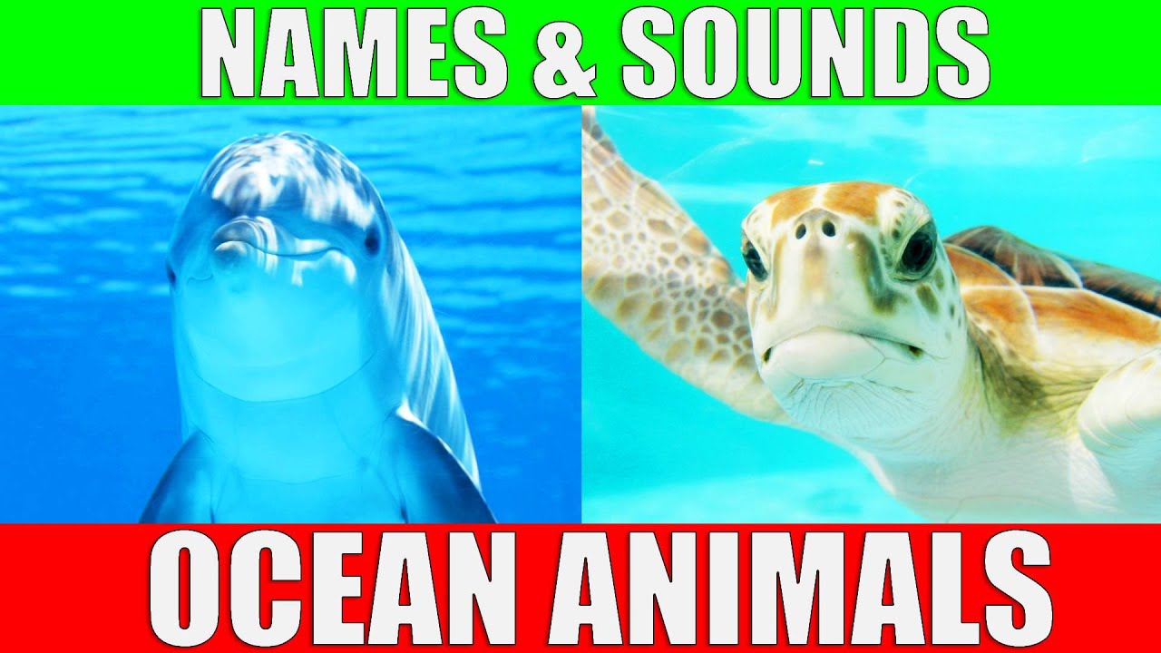Ocean Animals Names & Sounds for Kids ๐